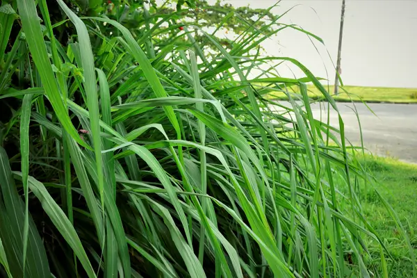 planta-citronela