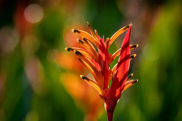 heliconia-bico-de-papagaio