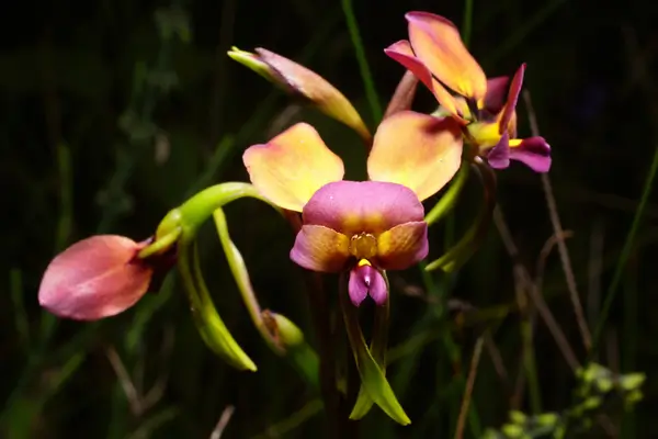 orquidea-cara-de-gato