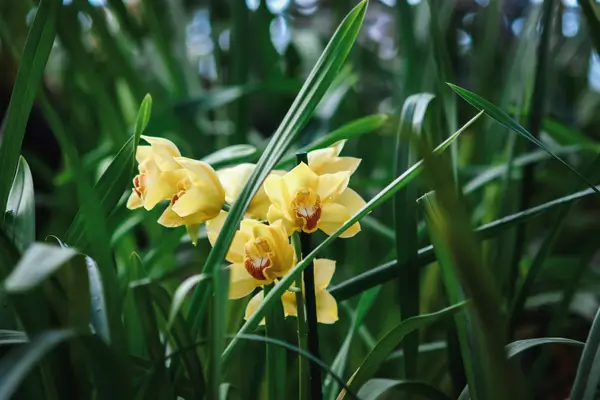 orquideas-exoticas