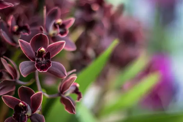 orquidea-ludisia