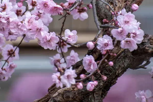 bonsai-de-cerejeira