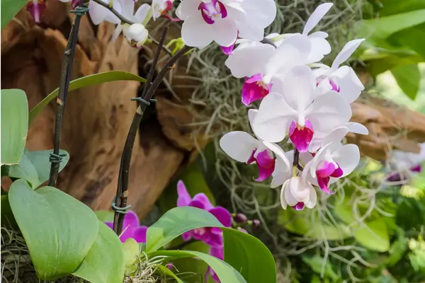 phalaenopsis