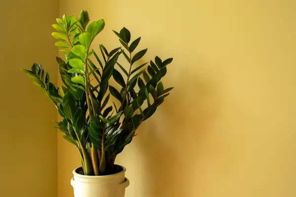 zamioculcas