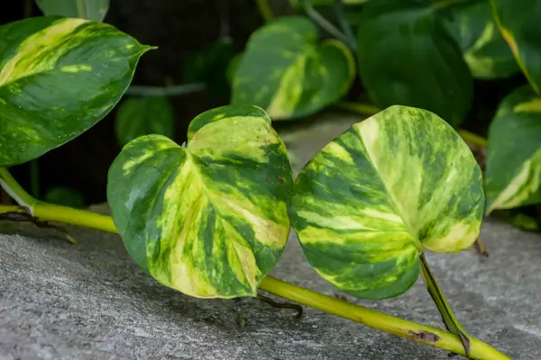 planta-jiboia
