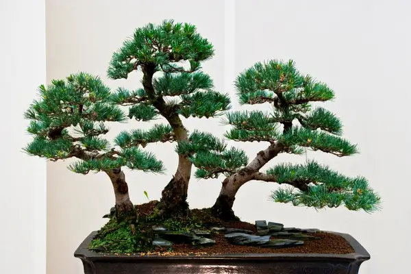 bonsai-de-pinheiro
