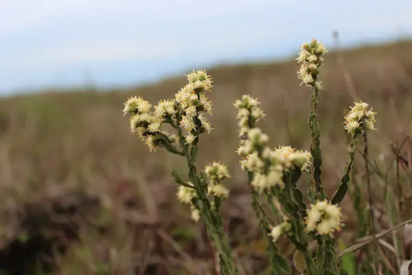 carqueja-branca