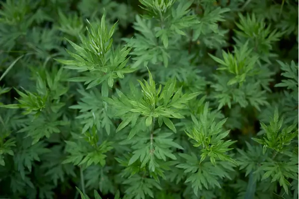 artemisia