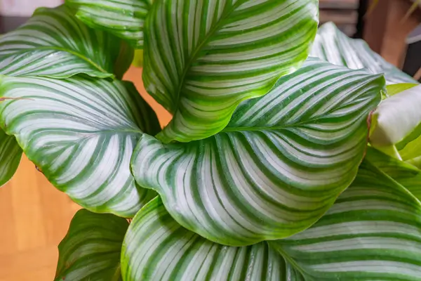 calathea