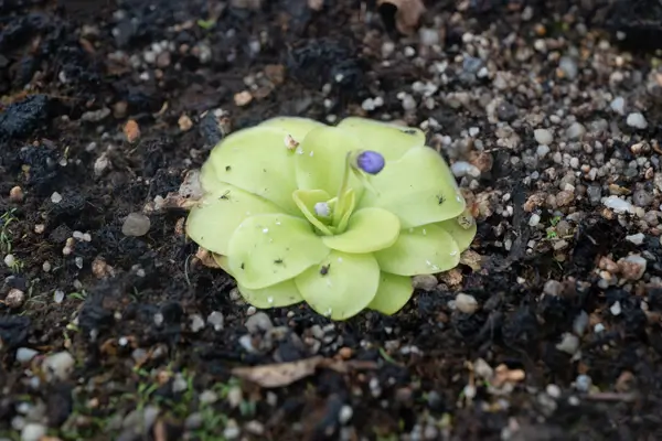 pinguicula