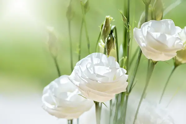 lisianthus