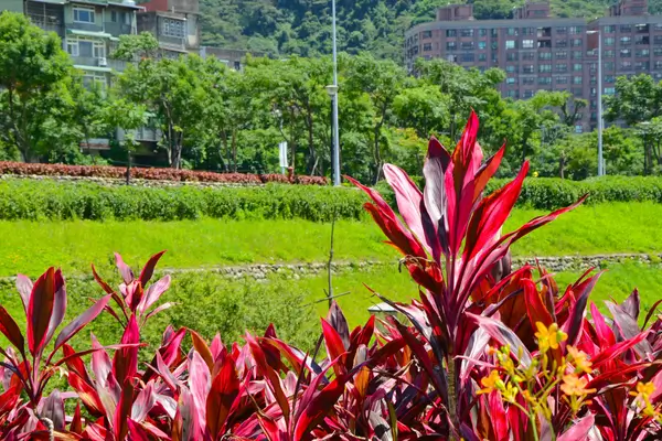 cordyline-fruticosa