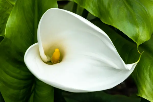 flor-copo-de-leite