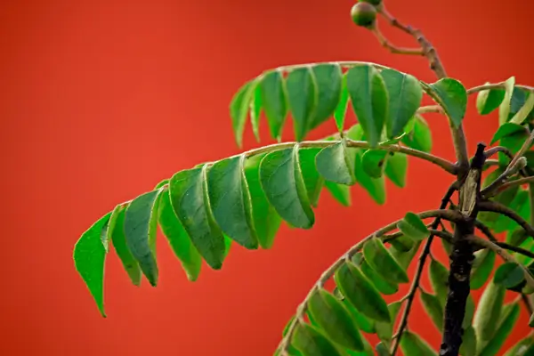 planta-curry
