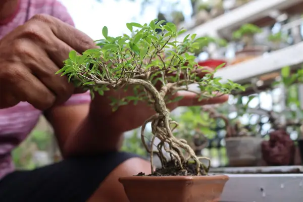 pragas-em-bonsai