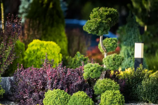 plantas-ornamentais