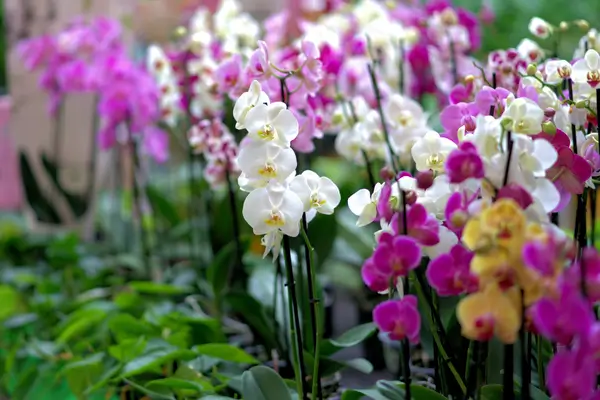 como-regar-orquidea