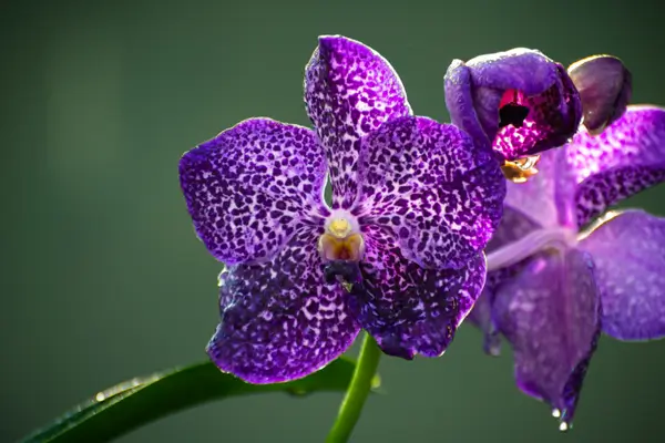 orquidea-vanda