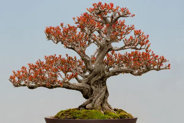 bonsai-de-roma