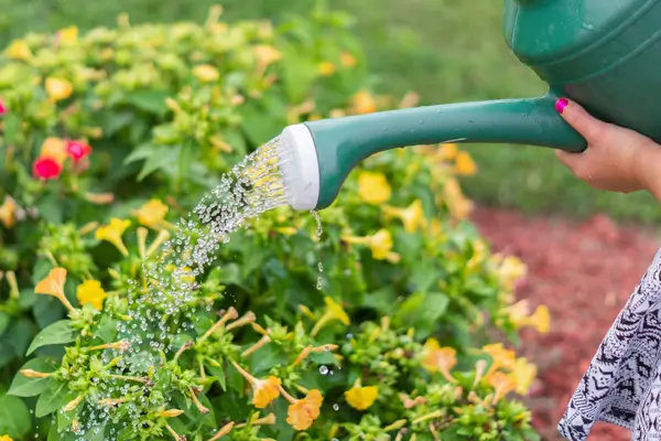 como-regar-plantas-de-forma-eficiente