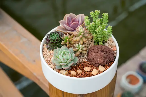 plantas-suculentas