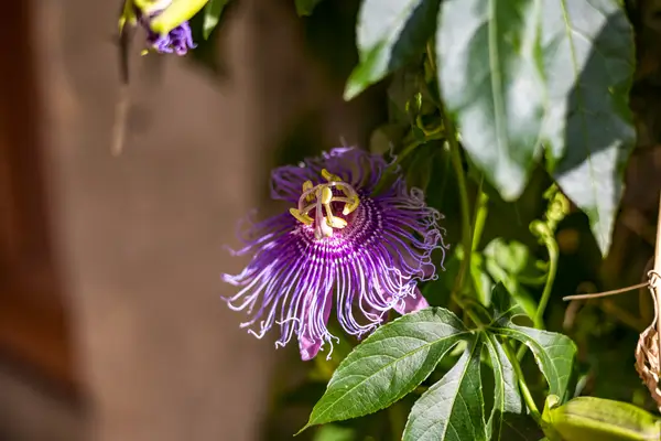 maracuja