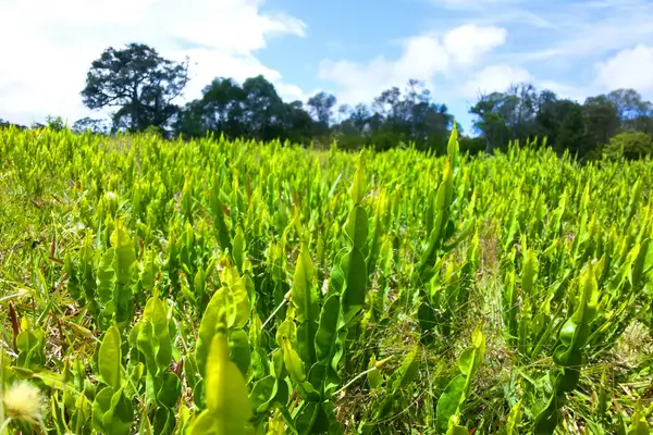 carqueja