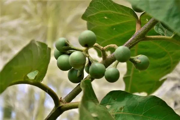 jurubeba