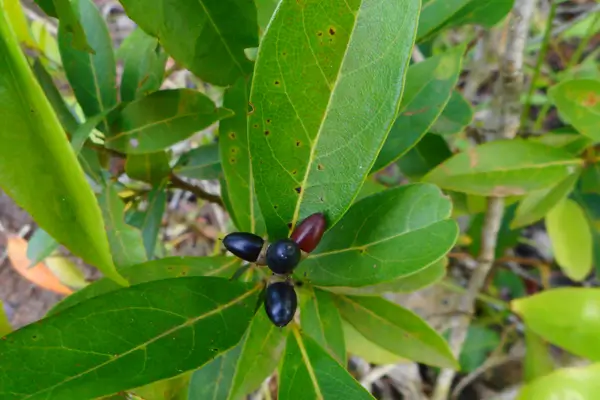 catuaba