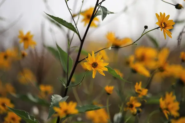arnica
