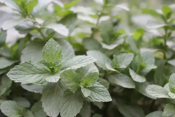 menta