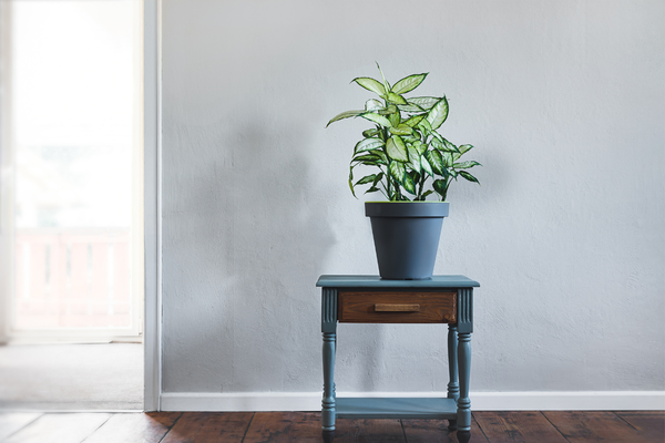 plantas-populares