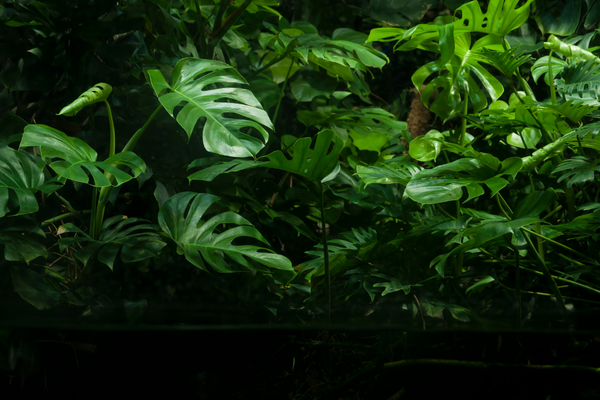 plantas-que-nao-precisam-de-sol