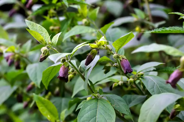 plantas-venenosas