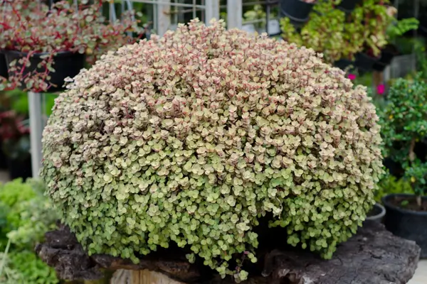planta-do-dinheiro