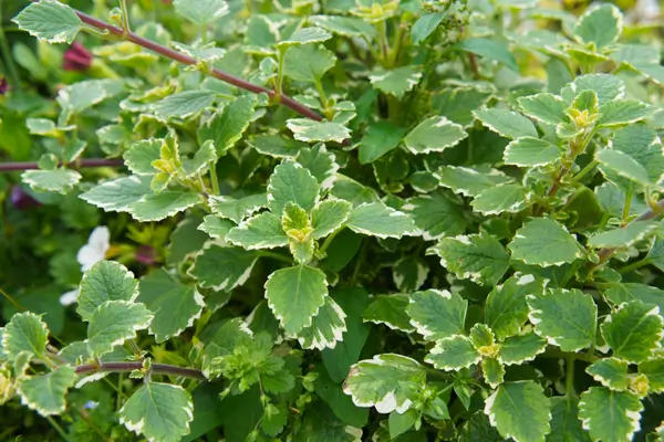 planta-do-dolar