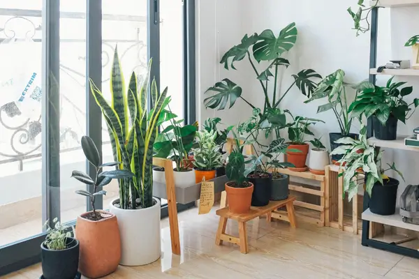 plantas-para-ambientes-fechados