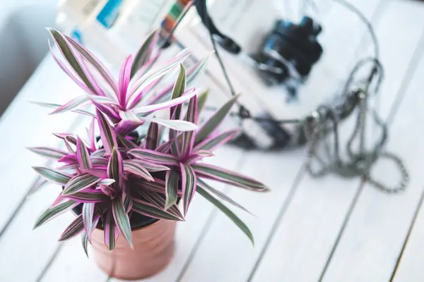 plantas-cool