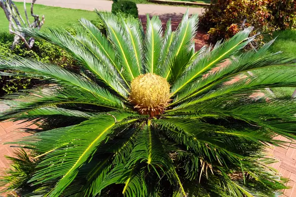 cycas-revoluta
