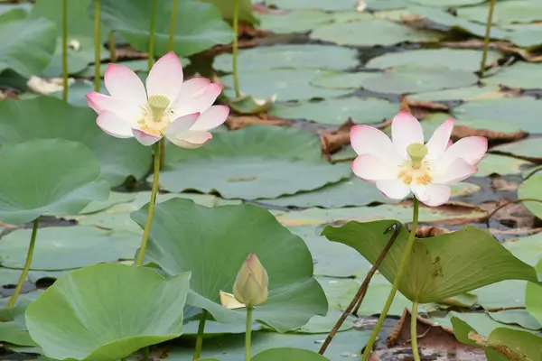 plantas-aquaticas