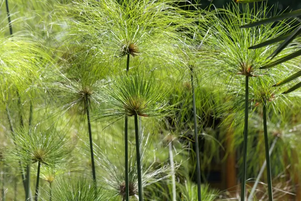 planta-do-papiro