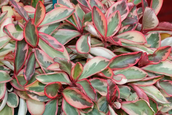 plantas-com-folhas-rosa