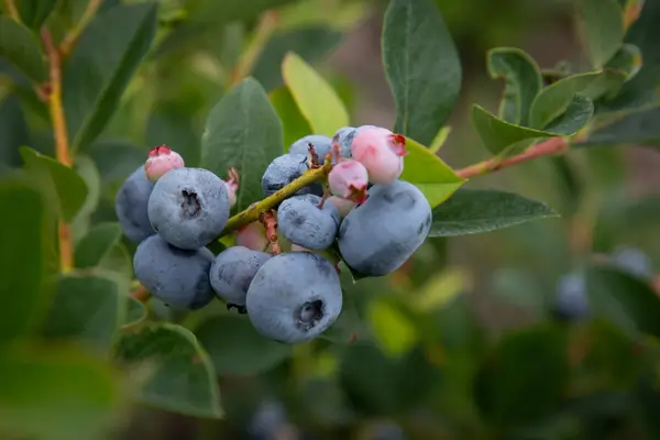 cramberry