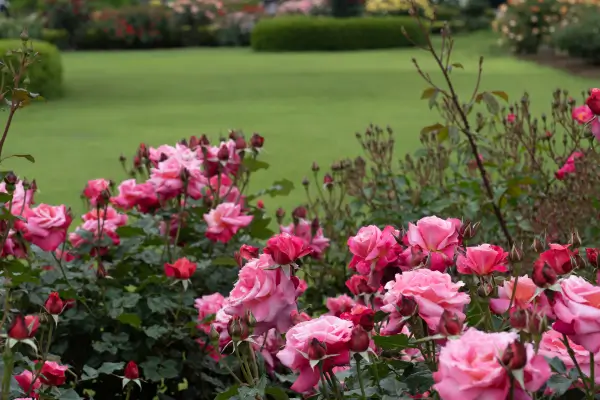 tipos-de-rosas