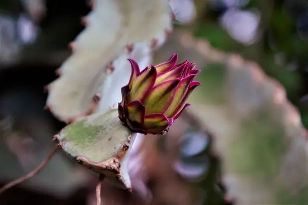como-plantar-pitaya