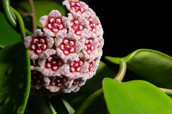 flor-de-cera