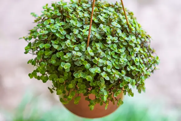 planta-tostao