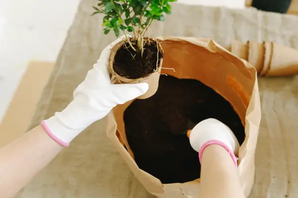 substrato-para-plantas