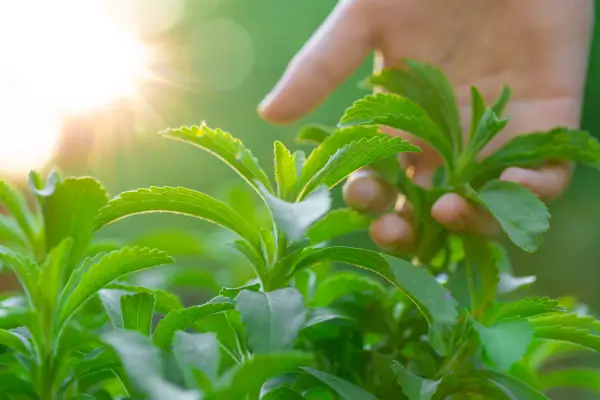 planta-stevia