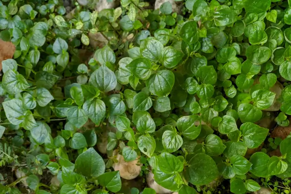 planta-veu-de-noiva